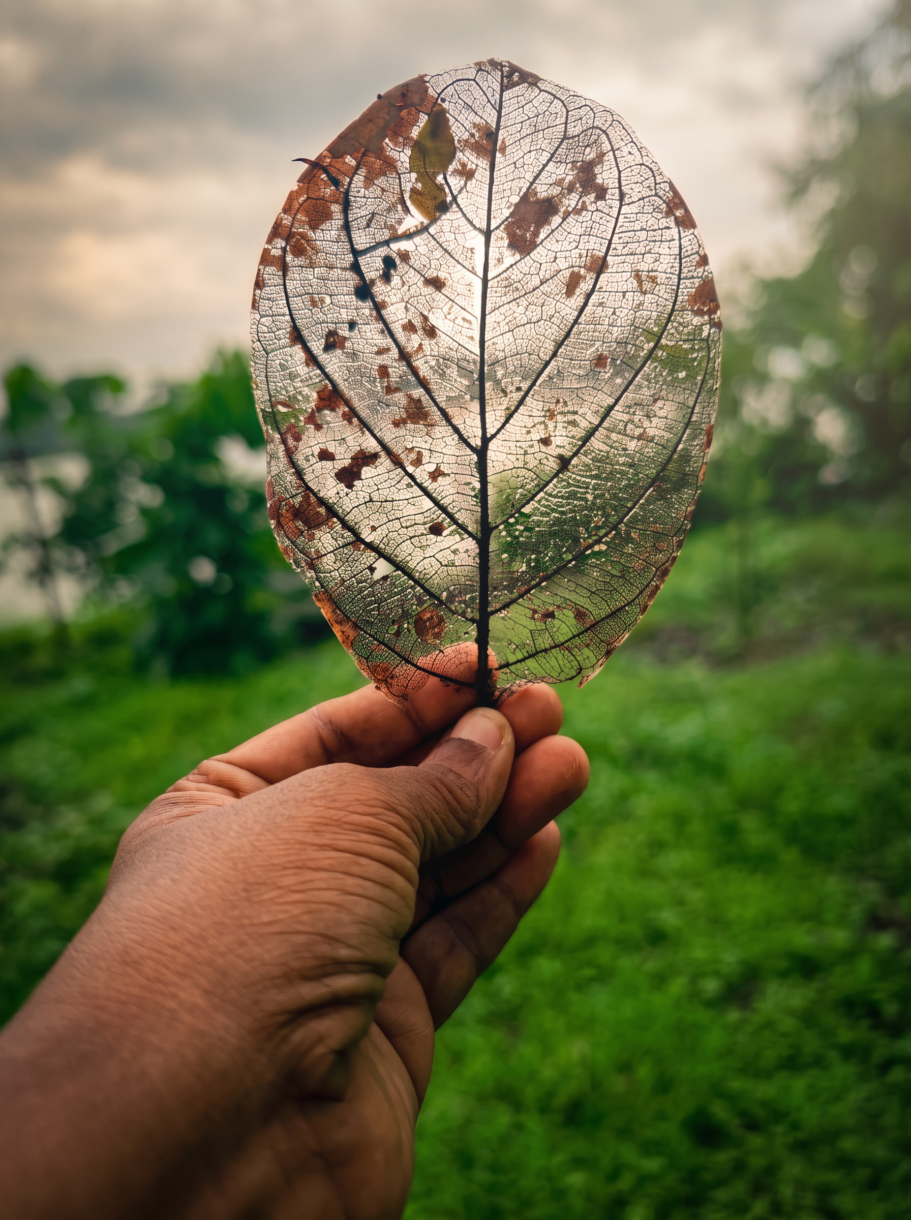 A skeleton leaf backlit against monsoon green